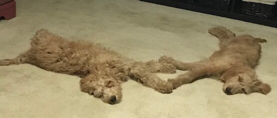 Two Doodles Laying On The Floor