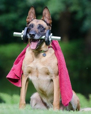 Workout Partner, dog with dumb bell and towel.