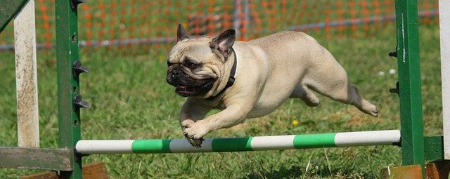 Pug leaping over hurdle.