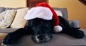 Dog with Santa hat