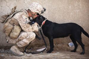 Soldier and military Service Dog