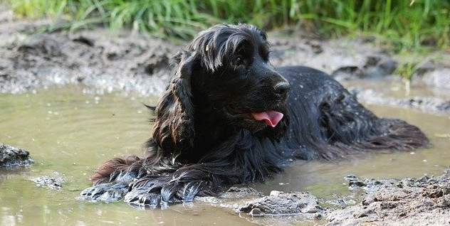 Dog cooling off in mudpuddle.
