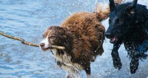 Dogs Running in water