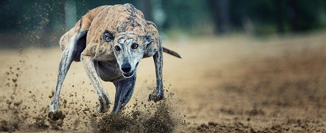 Greyhound in a full run.